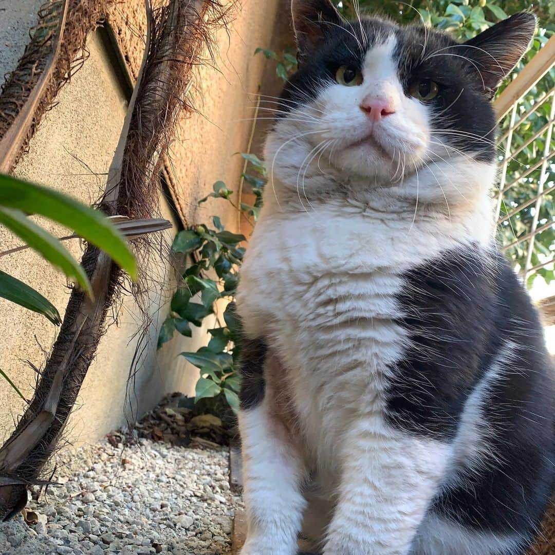 Kachimo Yoshimatsuさんのインスタグラム写真 - (Kachimo YoshimatsuInstagram)「おはようイカスミ！ Good Morning Ikasumi!  どこに行ってたんだ！ 痩せてないので、 ちゃんと食べてた様だ。  毎日誰かがご飯を食べていたから たまたまタイミングが合わなかった だけかもしれないけど。  #うちの猫ら #ikasumi #猫 #ねこ #cat #ネコ #catstagram #ネコ部 http://kachimo.exblog.jp」1月16日 12時12分 - kachimo