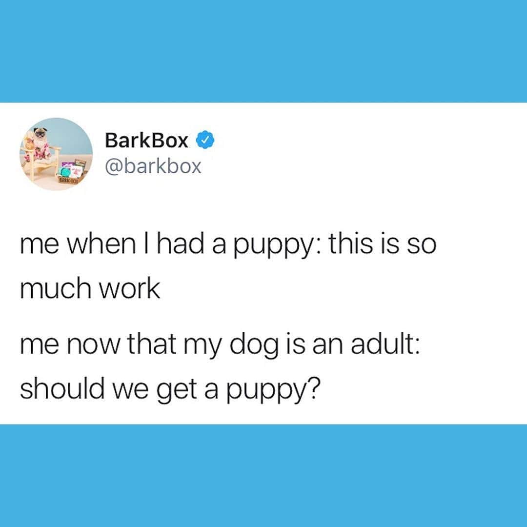 BarkBoxのインスタグラム：「Bringing this back so y’all can bring me out of this puppy FEVER!!!! 😭」