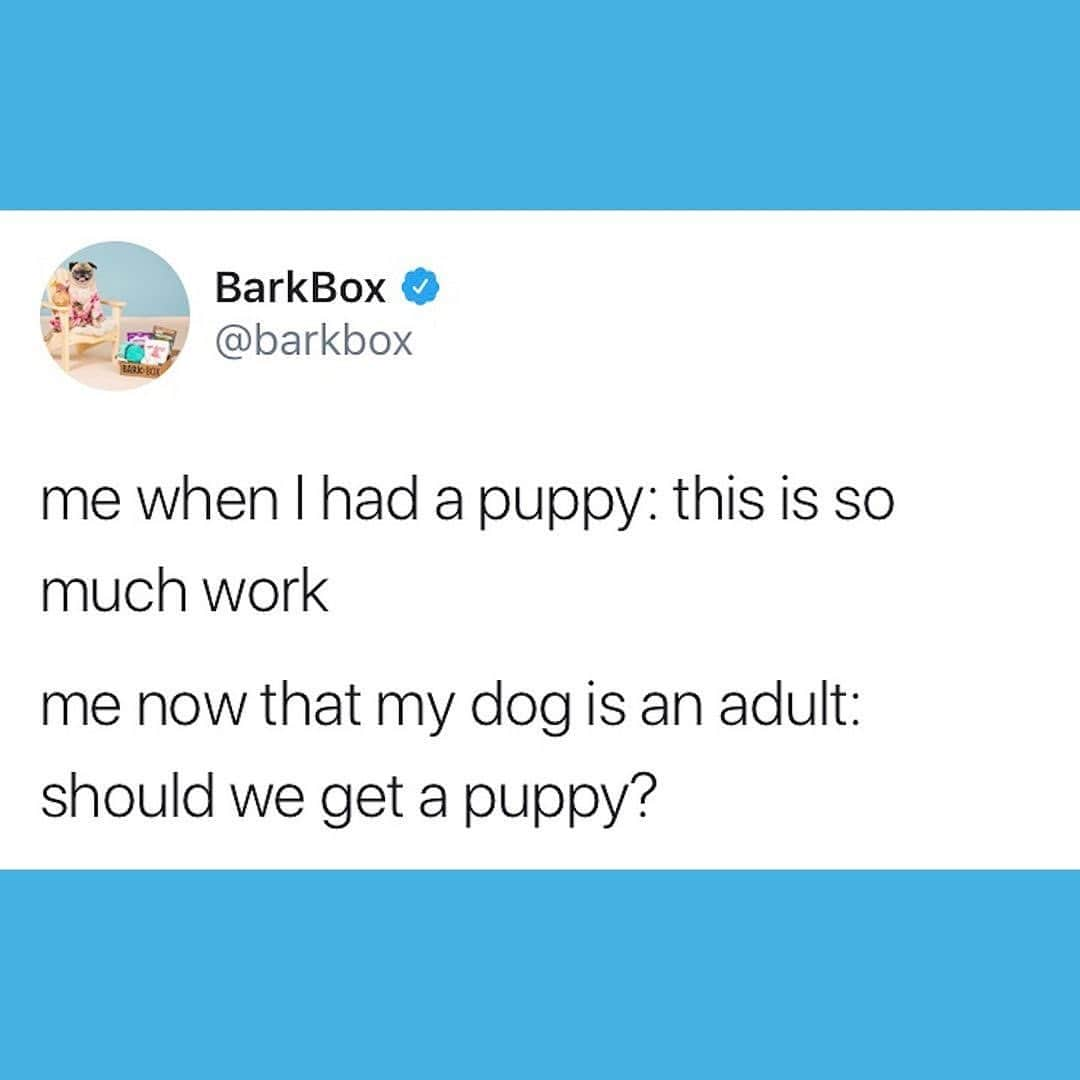 BarkBoxさんのインスタグラム写真 - (BarkBoxInstagram)「Bringing this back so y’all can bring me out of this puppy FEVER!!!! 😭」1月16日 12時11分 - barkbox