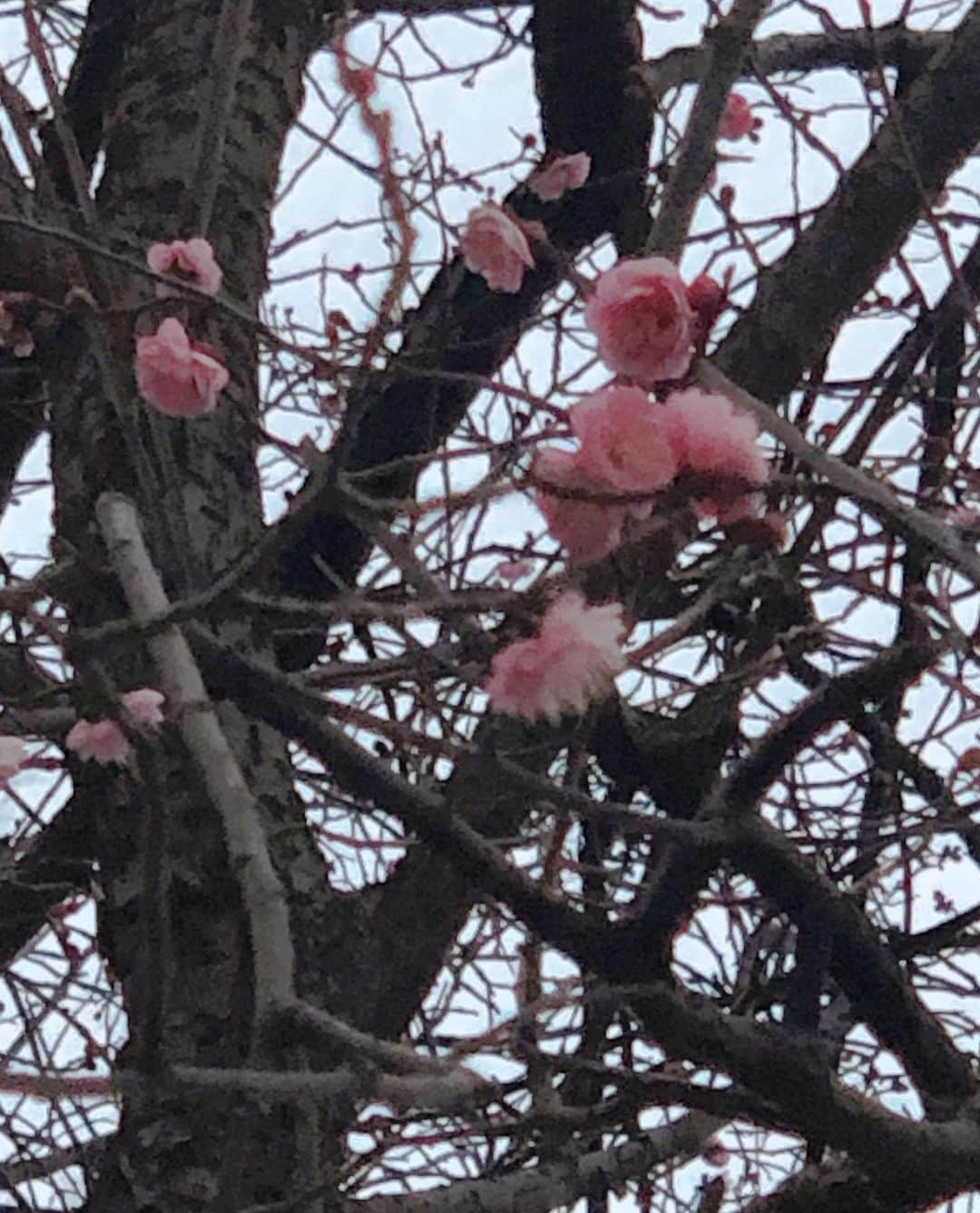 高橋ひとみさんのインスタグラム写真 - (高橋ひとみInstagram)「今日のお散歩🚶‍♀️ もう梅が咲いていました♪」1月16日 12時12分 - hitomi_momoe