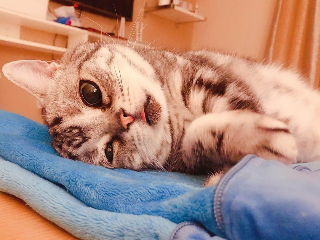 ルフさんのインスタグラム写真 - (ルフInstagram)「#luhu:”mom plz stop play mobile game,plz hug me to sleep 😴 ~” - - #cat #sadcat #angel #adorable #lovely #familylove」1月16日 12時18分 - lanlan731