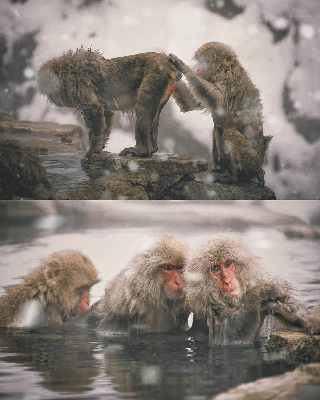 Berlin Tokyoさんのインスタグラム写真 - (Berlin TokyoInstagram)「Snow monkeys relax in a hot spring, groom each other and enjoy the warmth in their snowy habitat. . . . #hellofrom nagano #japan」1月16日 23時23分 - tokio_kid