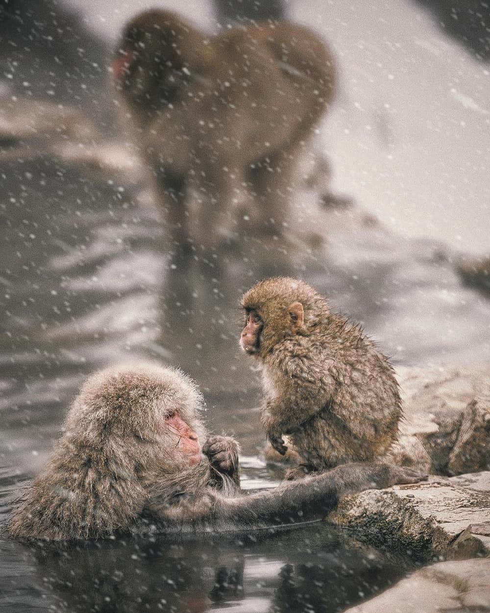 Berlin Tokyoさんのインスタグラム写真 - (Berlin TokyoInstagram)「Snow monkeys relax in a hot spring, groom each other and enjoy the warmth in their snowy habitat. . . . #hellofrom nagano #japan」1月16日 23時23分 - tokio_kid