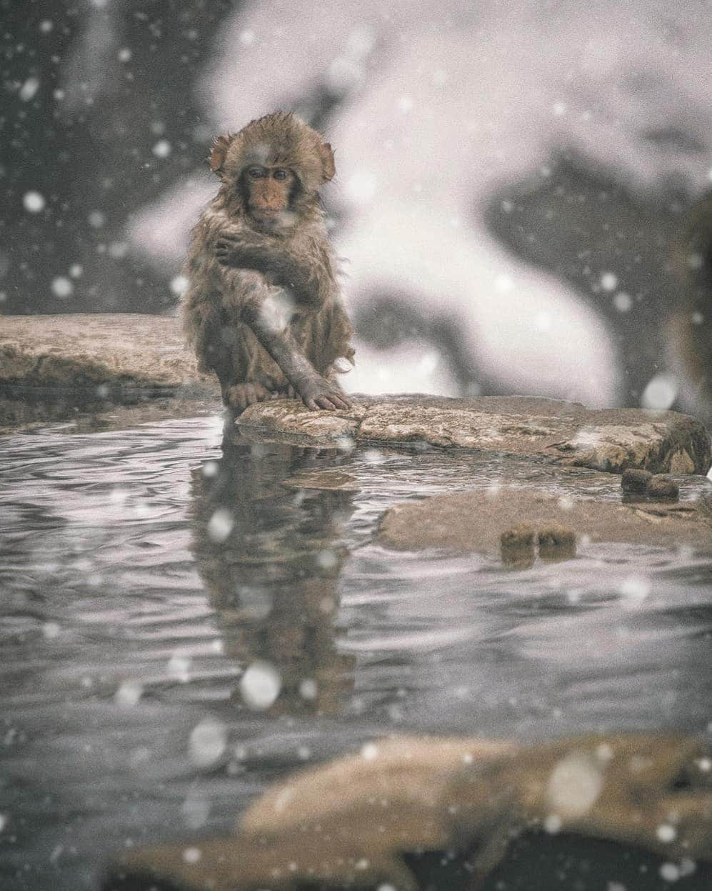 Berlin Tokyoさんのインスタグラム写真 - (Berlin TokyoInstagram)「Snow monkeys relax in a hot spring, groom each other and enjoy the warmth in their snowy habitat. . . . #hellofrom nagano #japan」1月16日 23時23分 - tokio_kid