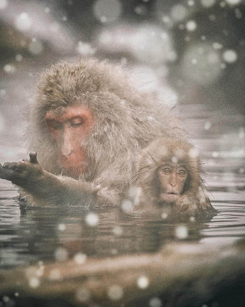 Berlin Tokyoのインスタグラム：「Snow monkeys relax in a hot spring, groom each other and enjoy the warmth in their snowy habitat. . . . #hellofrom nagano #japan」