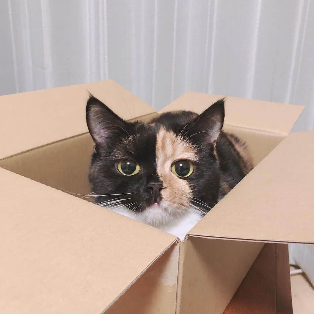 のインスタグラム：「やっぱりダンボール好きなのね😭❤️ どーぞっw  荷物出した瞬。小鉄ちゃんでーす」