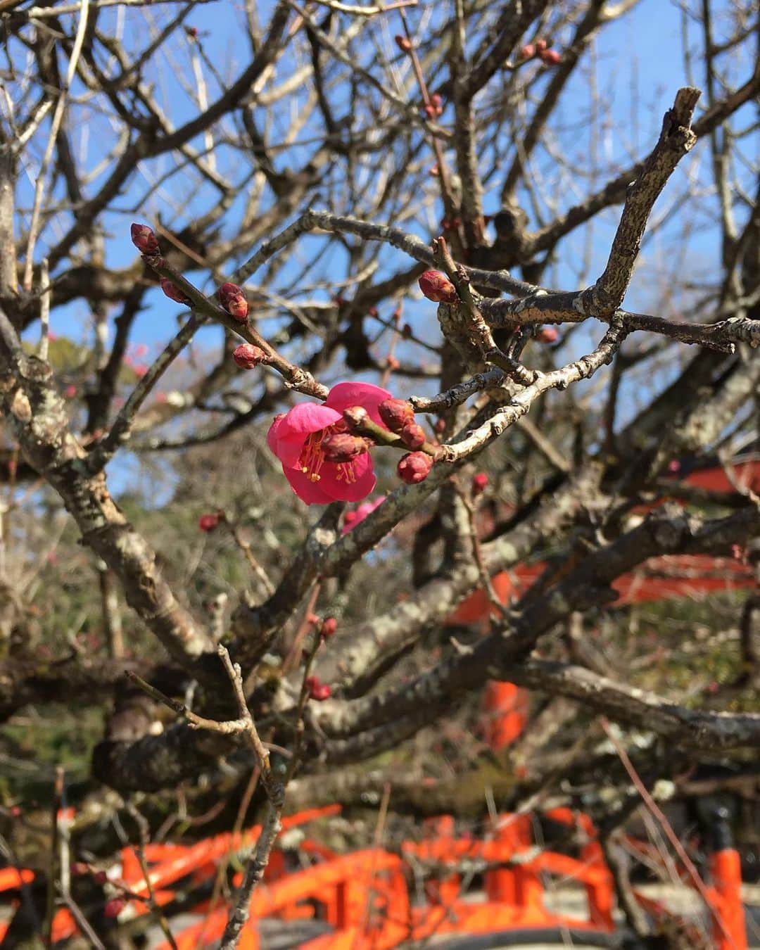 小橋めぐみのインスタグラム：「撮影がお休みの日に、 下鴨神社をお散歩。 尾形光琳がこのあたりを描いたのが 「紅白梅図屏風」（国宝）であることから、光琳の梅と呼ばれているそう。 ちらほら咲いていました。 春は確実に、近づいているのですね。」