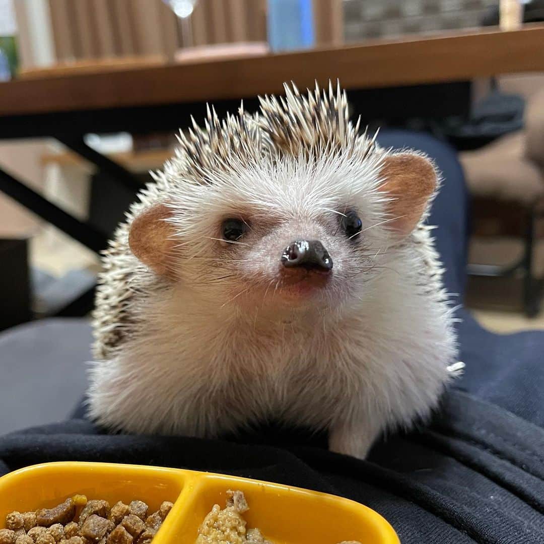 のインスタグラム：「ごはんは飼い主のお腹の上で食べるにかぎりますね。  #ハリネズミのレイ #ハリネズミ #はりねずみ #ハリネズミのいる暮らし #ハリフル #モフモフ部 #hedgie #hedgehog #hedgehogs #hedgehoglove #hedgehogsofinstagram #Igel #hérisson #riccio #erizo #lei」