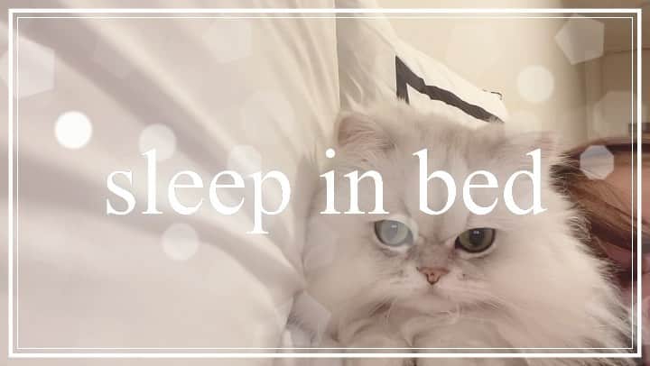 hanachan.officialのインスタグラム：「⠀ ⠀ #はなちゃん公式line  昨日、公式LINEで3回目のタイムラインを投稿しました！ ⠀ この続きはタイムラインで…💓 ⠀ トップページのプロフィールにURL貼ったのでそこから飛べます♪ ⠀ ⠀ #はなちゃん #hanachanmovie  #vlog #sleepy #bed #おやすみ #gn #sleepingcat #sleepinbed #猫動画 #かわいい #癒し #チンチラシルバー #おしゃれさんと繋がりたい #猫 #bedroom #にゃんすたぐらむ #ねこのいる生活 #ふわもこ部 #ねこくら #cat #pet #chinchillacat #persiancat #fluffy #kawaii #chat #gato #고양이」