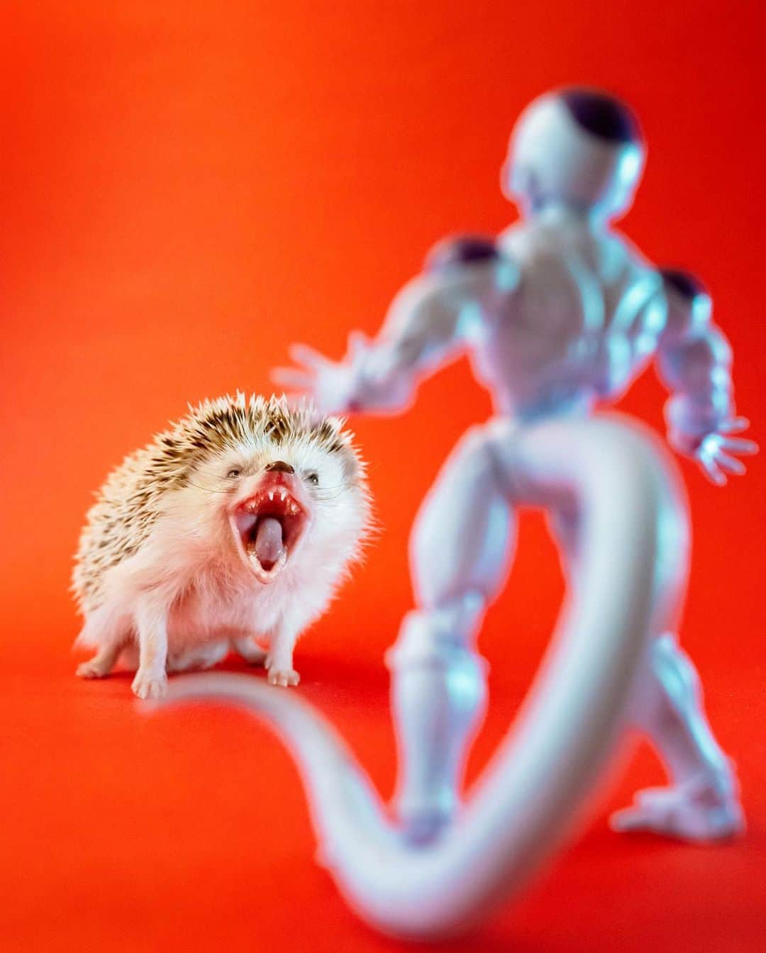 ダーシーのインスタグラム：「Super Saiyan Hog🦔🐉🧡  「クリリンのことかーーー‼️」 予想以上の迫力😳😳😳あくびだけど🥱🤣」