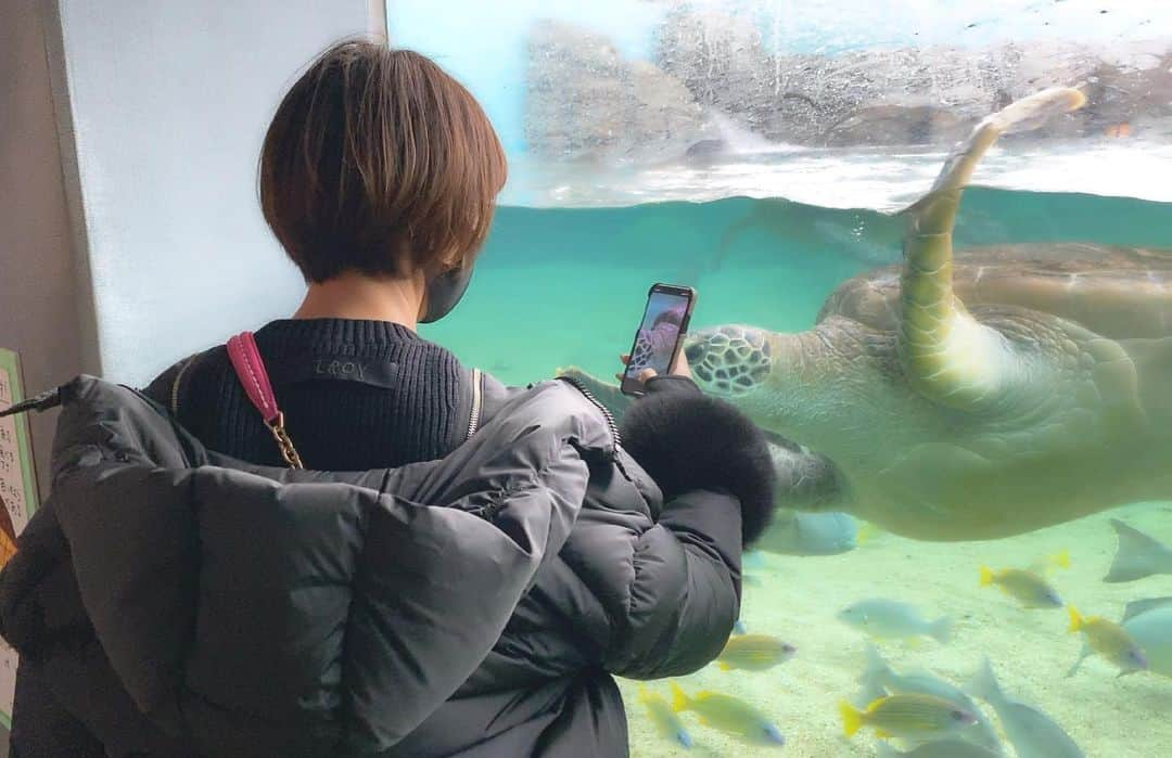 足立かりんさんのインスタグラム写真 - (足立かりんInstagram)「🐢 #ウミガメ様 #人懐っこい #ハワイで会いたいのだ #いついくよ」1月16日 22時55分 - karinadachi