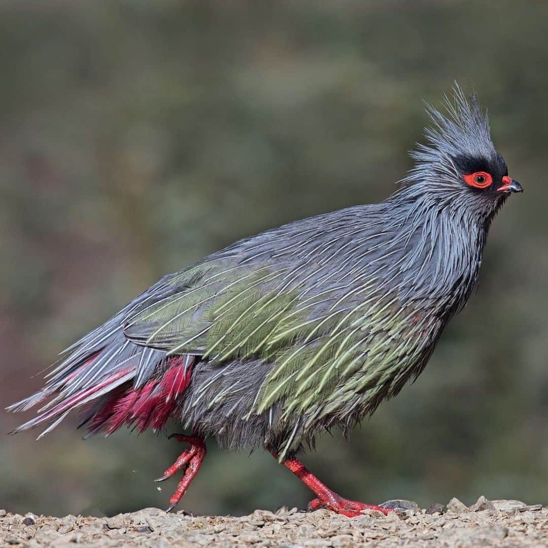 アメリカ自然史博物館のインスタグラム：「Meet the Blood Pheasant (Ithaginis cruentus)! This bird can be found across parts of Asia, including Nepal, India, and China. It’s an inhabitant of high-altitude scrub along the Himalayas but might also be spotted in juniper or bamboo forests, particularly in areas near water. It spends much of its time pecking around for snacks like moss, berries, insects, and seeds. Photo: Henry Koh, CC BY 2.0, flickr」