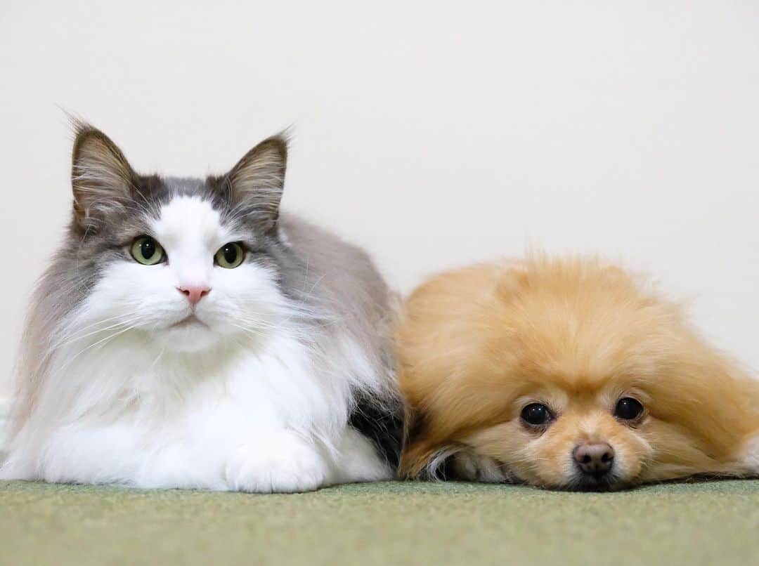 Hanaさんのインスタグラム写真 - (HanaInstagram)「マッタリきょうだい🐱🐶 * モフモフきょうだい * *  ブログ更新しました♪ http://kedamakyoudai.blog.jp/ #NorwegianForestCat#Pomeranian#japan#catlover#doglover#dogs#cat#Kawaii#fluffy#pom#fluffydog#catsofinstagram#dogsofinstagram#fluffycat#ノルウェージャンフォレストキャット#ポメラニアン#pecoいぬ部#ペコねこ部#犬と猫のいる暮らし#かわいい#cute#cutecat#cutedog#funny#funnydog#funnycat#いぬのきもち#ねこのきもち#ライブドアインスタブロガー」1月16日 15時10分 - mofu2family