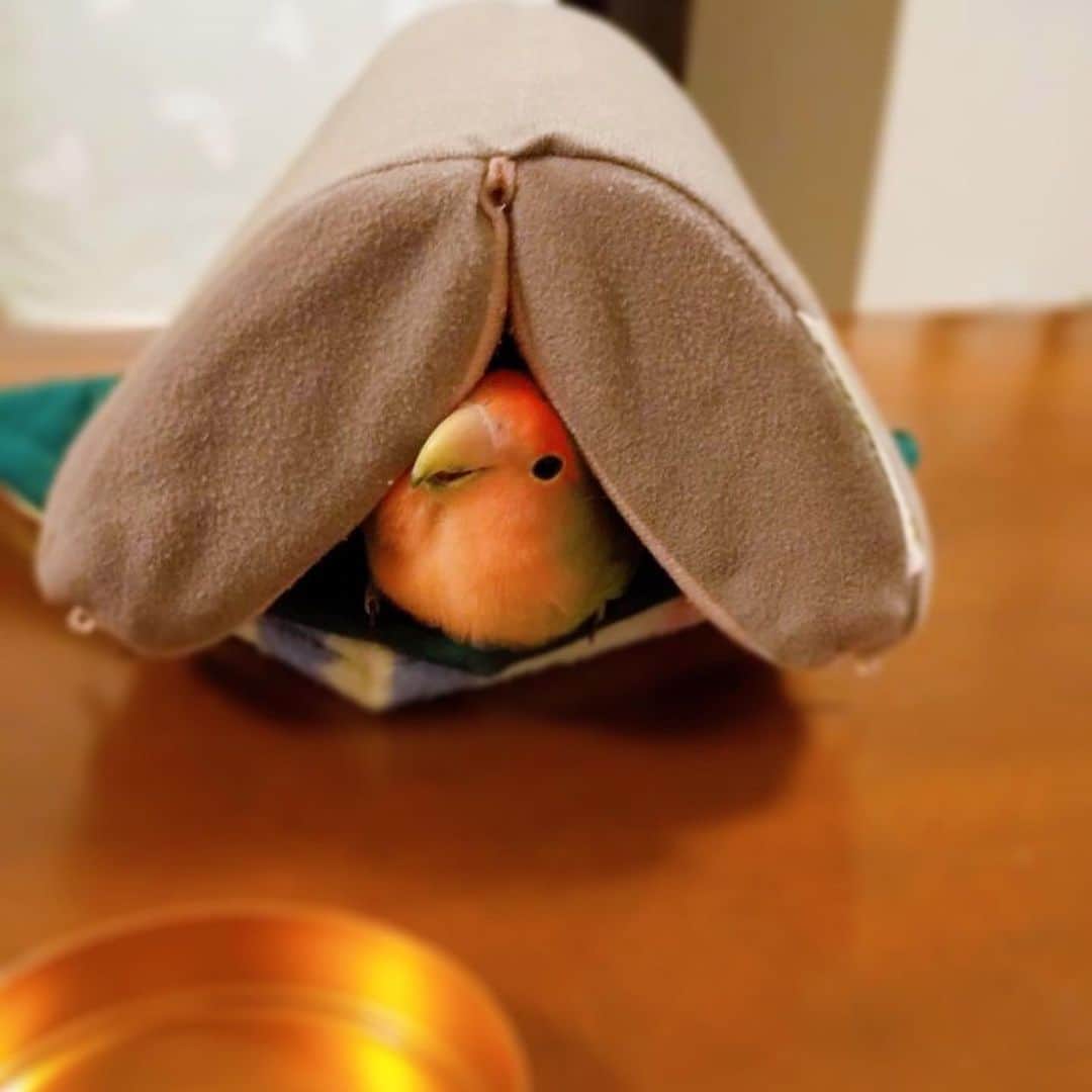 新田朝子さんのインスタグラム写真 - (新田朝子Instagram)「ちっちは、北海道の実家で元気に過ごしているようです🦜こんな風にいろんなものに興味を示して、毎日たくさん遊んでいます。先日はじめて卵も産んだようで、、、すっかり大人になりました🤔💡 . 今月末ごろから一時帰国しようと考えていましたが、状況が状況で断念せざるを得ず、ちっちに会えるの日も少し遠のいてしまいましたが、、  帰ったら、いっぱい遊ぼうね🙈💓 . #遠距離 #ペット #コザクラインコ #コザクラインコ部 #インコ好き #インコ好きさんと繋がりたい #鳥さん #ちっちのママ🐤 #lovebird #lovebirdsofinstagram #birdstagram」1月16日 15時12分 - asako.nitta