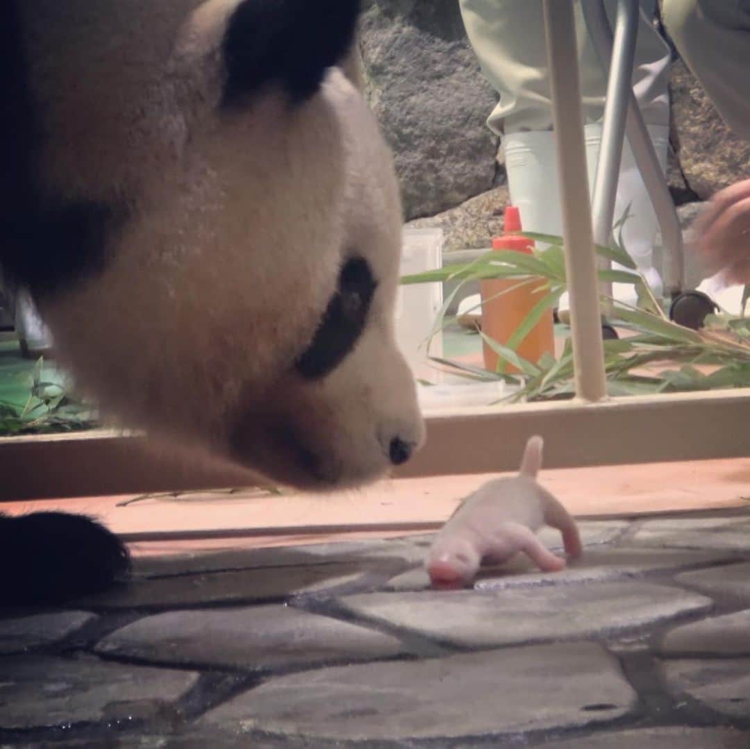 のインスタグラム：「📺 パンダの赤ちゃん🐼  #アドベンチャーワールド #パンダ出産の舞台裏に完全密着 #母パンダの愛情も凄ければ #飼育員さんの情熱と工夫もまた凄いです  #みんなのどうぶつ園 #今夜７時からは新春ＳＰ #日本犬の里 #そして今回はなんと #相葉さん櫻井さんが一緒にトリミングです🐕  そのあと夜９時からは いよいよスタート 『1億3000万人のSHOWチャンネル』  #トリミングも気になるがバック転も気になる🤸‍♂️ #がんばって下さい櫻井さん」
