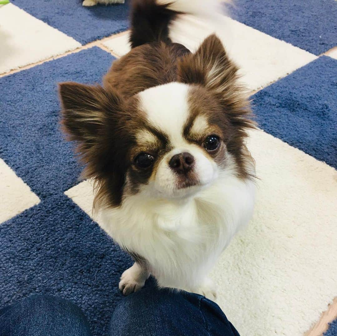 犬小屋??さんのインスタグラム写真 - (犬小屋??Instagram)「迫って来る！ じーっと見てる！ 食べさせないのか？って不満そうな顔してる！ その理由は、塩バターパンが焼けてるから（笑）  #chihuahua  #チワワ #chihuahuastagram  #dogstagram  #犬小屋 #手作りパン #おうちパン  #チワワのいる暮らし」1月16日 15時50分 - tiwa1109