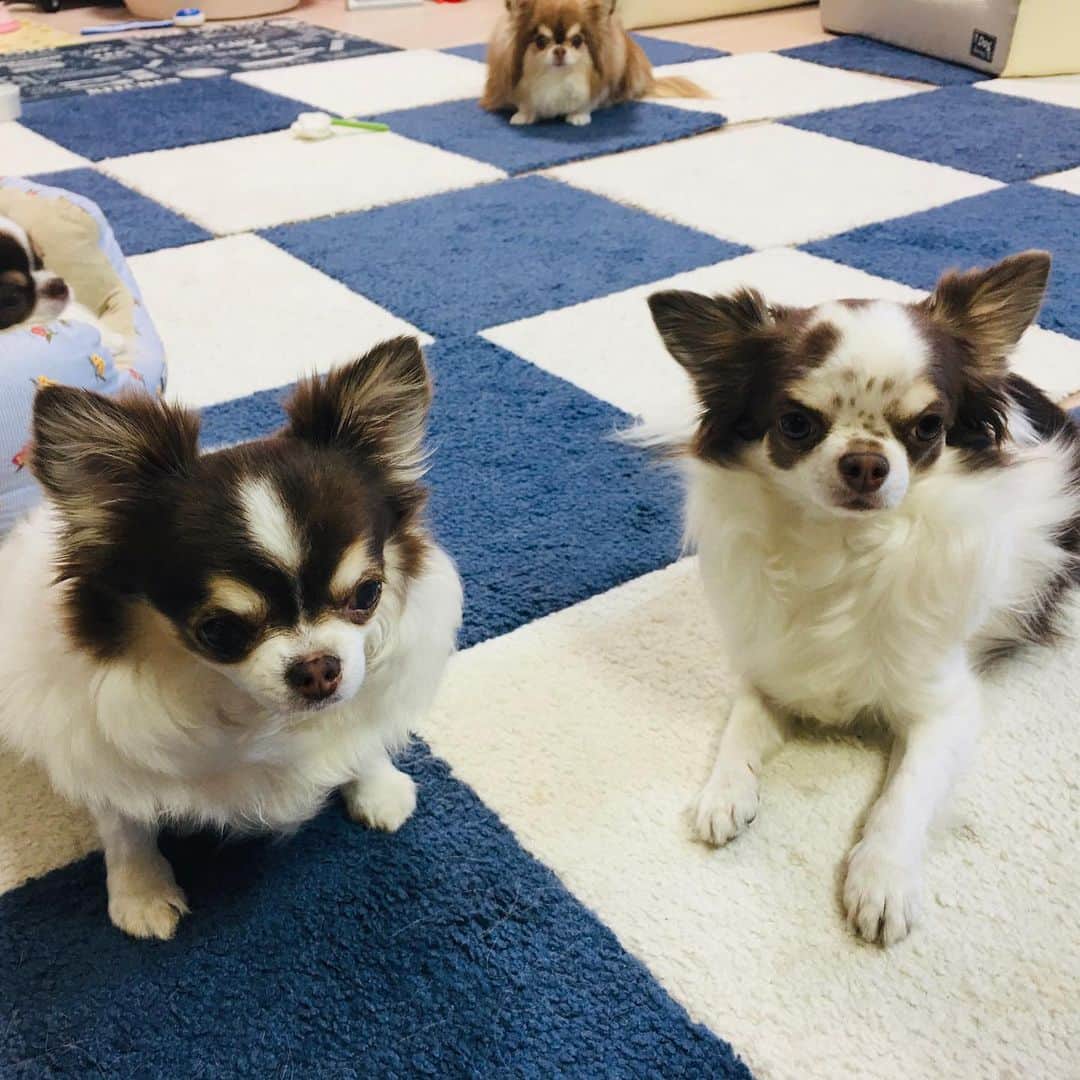 犬小屋??さんのインスタグラム写真 - (犬小屋??Instagram)「迫って来る！ じーっと見てる！ 食べさせないのか？って不満そうな顔してる！ その理由は、塩バターパンが焼けてるから（笑）  #chihuahua  #チワワ #chihuahuastagram  #dogstagram  #犬小屋 #手作りパン #おうちパン  #チワワのいる暮らし」1月16日 15時50分 - tiwa1109