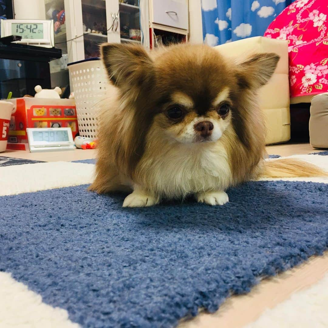 犬小屋??さんのインスタグラム写真 - (犬小屋??Instagram)「迫って来る！ じーっと見てる！ 食べさせないのか？って不満そうな顔してる！ その理由は、塩バターパンが焼けてるから（笑）  #chihuahua  #チワワ #chihuahuastagram  #dogstagram  #犬小屋 #手作りパン #おうちパン  #チワワのいる暮らし」1月16日 15時50分 - tiwa1109