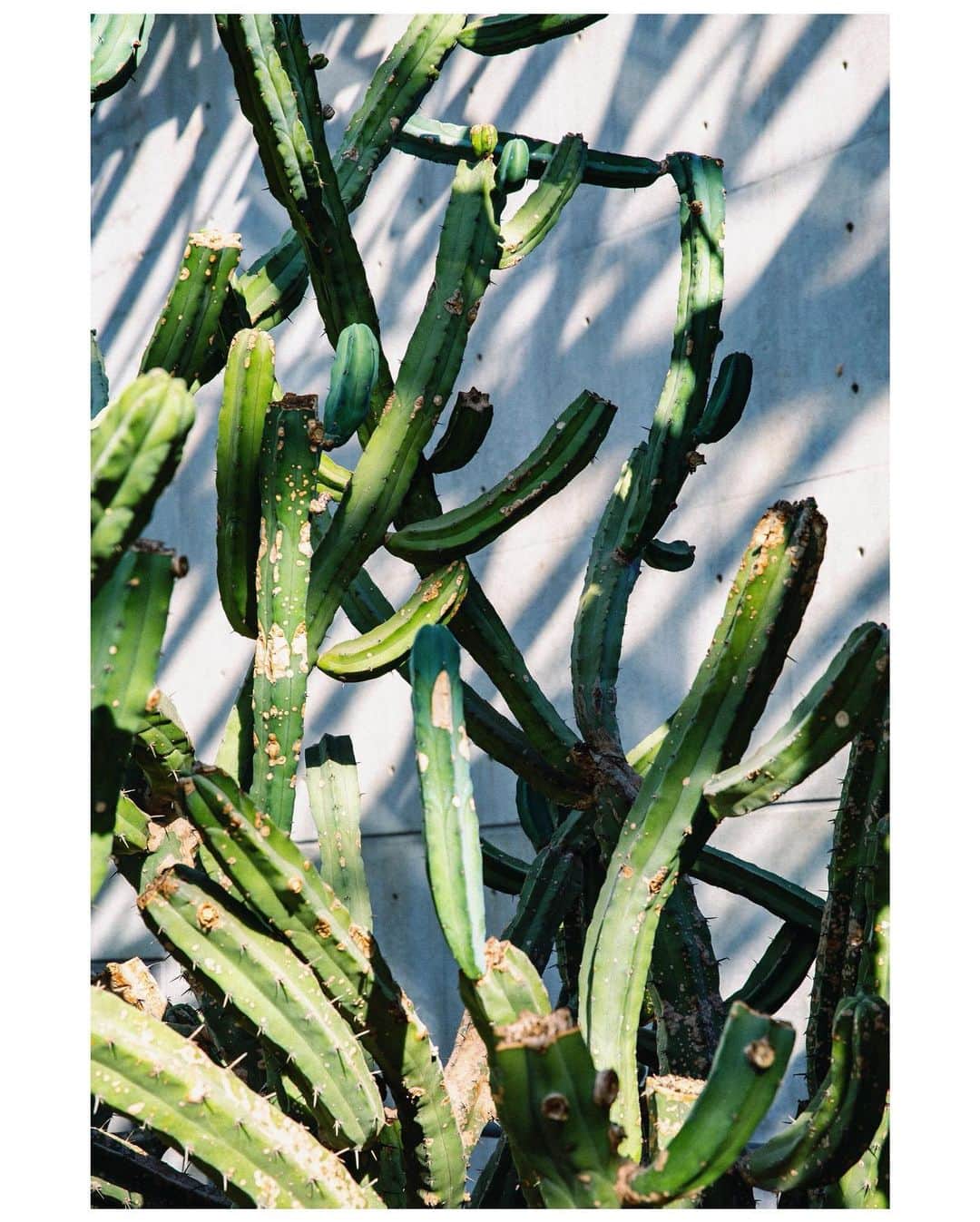 木村華子さんのインスタグラム写真 - (木村華子Instagram)「昨年行った淡路島の温室。 サボテンと蘭が同じ空間にある違和感が好き。  #photography #photo #photooftheday #ig_japan #photographer #canon #ig_photooftheday #cactus #instacactus #orchid #green #instaorchid #japan #一眼レフ #サボテン #蘭 #温室 #植物 #淡路島 #写真 #撮影 #緑 #生活 #旅 #キヤノン #旅写真 #フォトグラファー #カメラマン」1月16日 15時47分 - hanako_kimura_days