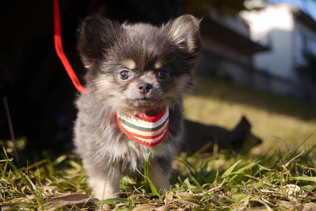 美馬寛子のインスタグラム：「メキシコ代表、お散歩デビュー🐾🐶 First walk outside with my little puppy 🇲🇽😜 . . . . . . .  #japan #chihuahua #dog #dogsofinstagram #puppy #love #instadog #bluechihuahua #dogs #puppygram #puppylove #kyoto #tokyo #doggo #bestwoofdogoftheday #doglover #puppylife #cute」
