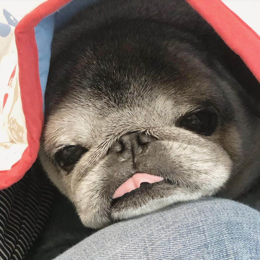 八兵衛のインスタグラム：「nap time😴 Jan16,2021 * * *  #ほぼ黒パグ #おじいちゃん犬 #14歳4か月 #pug #puggy #puglife #puglove #petstagram #pugstagram #pugsofinstagram #pugs #dog #ふわもこ部  @igersjp #IGersJP #east_dog_japan #pecoイヌ部 #八兵衛 #はちべえ #sippoストーリー」