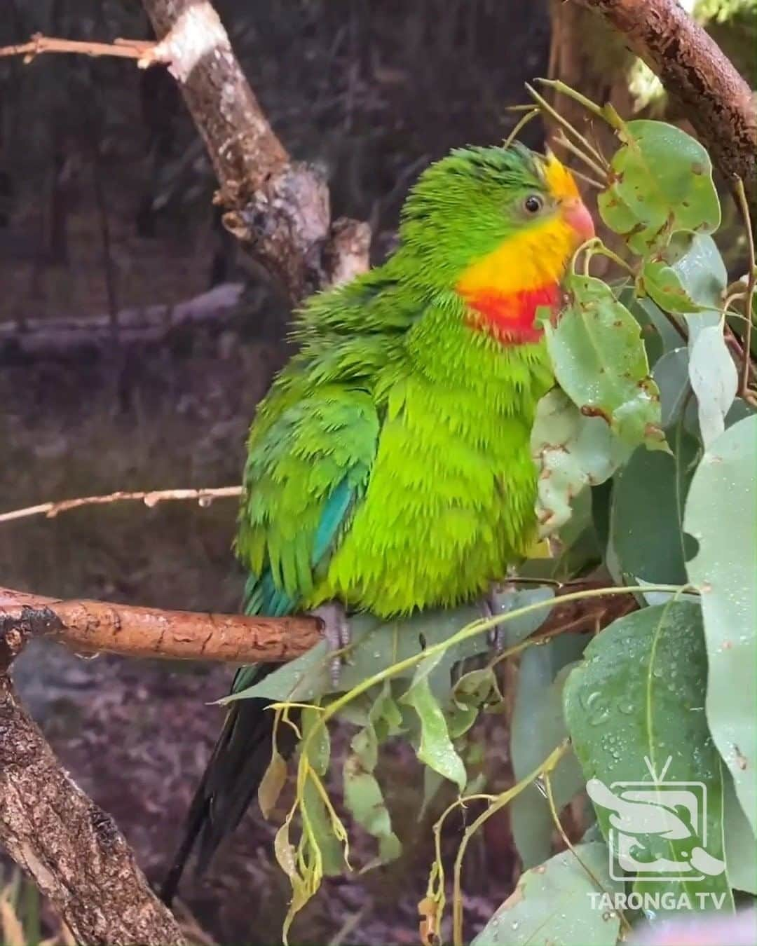 タロンガ動物園のインスタグラム