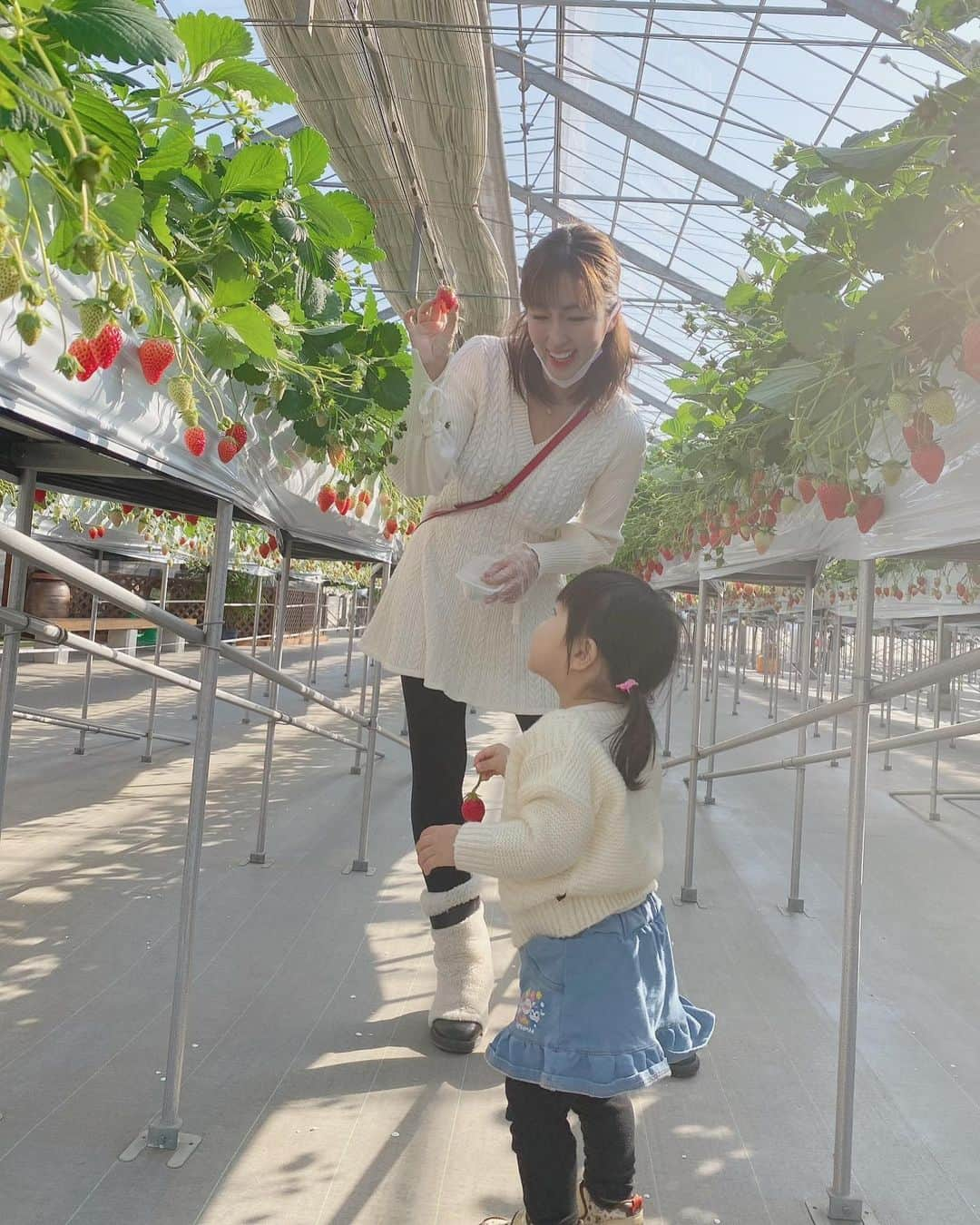 庄司ゆうこさんのインスタグラム写真 - (庄司ゆうこInstagram)「川越にある小江戸berryでいちご狩り🍓 今まで色んな場所にいちご狩り行ったけどここが1番甘くて私好みの苺が盛り沢山だったよぉ❣️食べ放題で一体何個食べたんだろ、、🤣 ももちゃんも凄い勢いで食べてた🤣 苺と焼き芋をお土産に買ったよー(^^) それにしても暖かくてポカポカ天気で気持ちよかった🤗 #いちご狩り#小江戸川越#小江戸berry #川越#川越グルメ#お揃いコーデ #親子リンクコーデ#ホワイトコーデ#こどものいる暮らし#快晴#ポカポカ陽気#一粒万倍日」1月16日 16時08分 - yuko.shoji