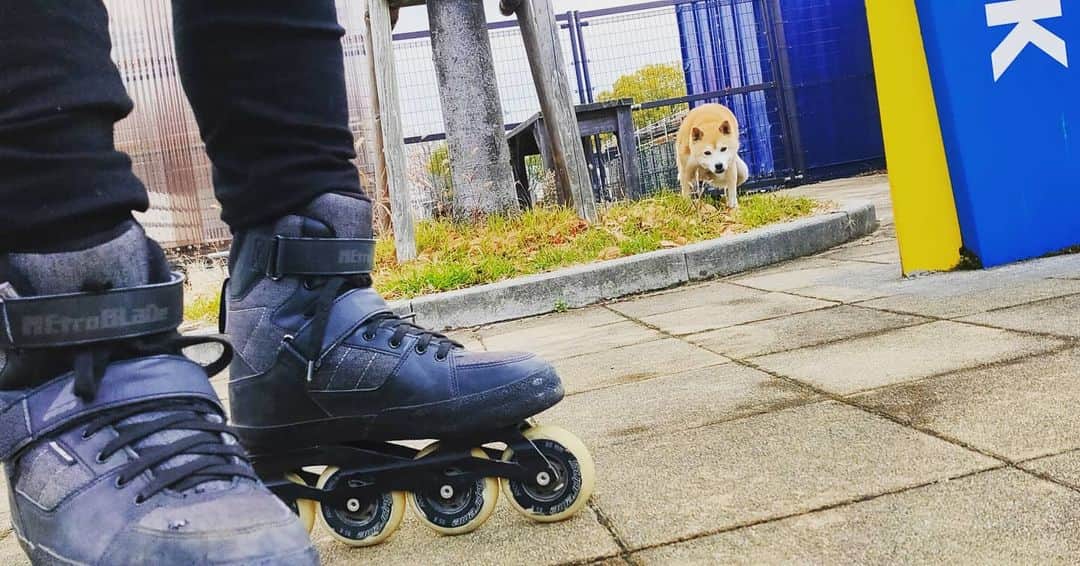 安床エイトのインスタグラム：「Me and NANA🐕 　 #shibastagram #shibadog #nana #shibainu #skate #inlineskate #rollerblading #eitoyasutoko #gskatepark」
