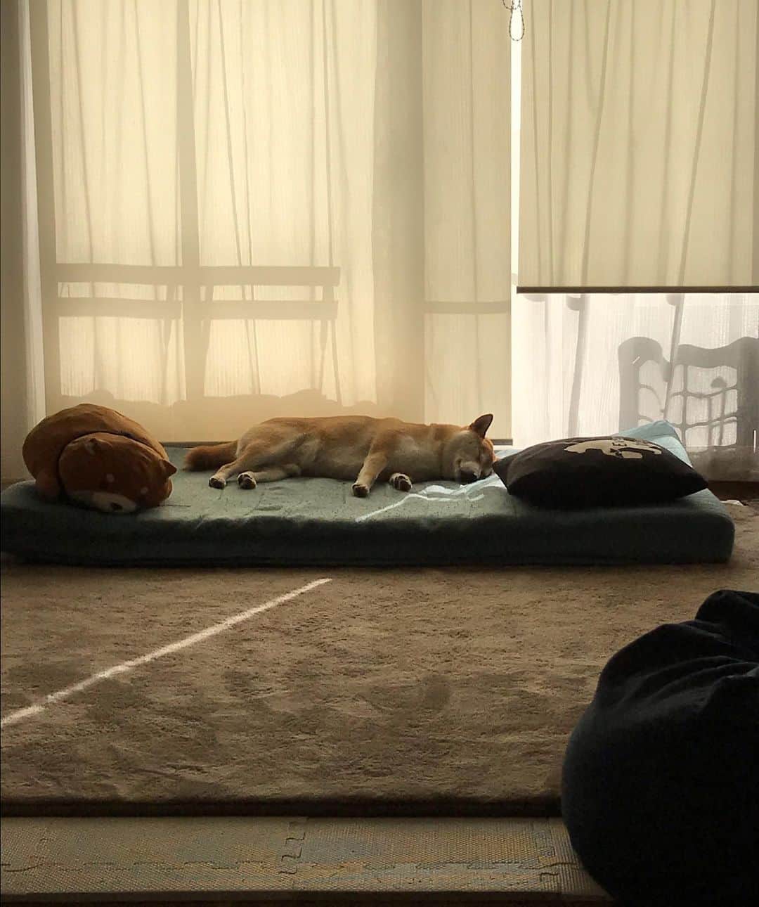 高橋みゆきのインスタグラム：「心ノ祐寝かしてる間に…私の場所が🐶💤 #いつかのお昼寝時 #気持ちよさそうに寝てるから #私はその下に寝ました」