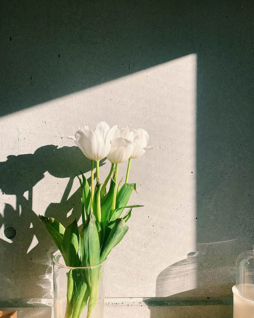 鎌田安里紗さんのインスタグラム写真 - (鎌田安里紗Instagram)「チューリップの具合で時の流れを感じる（くらいには籠っている）日々。今年は、おもしろそうなことに飛びつかない、を目標に…静かに静かに…と自分に言い聞かせながら🐄春になったらすっかり忘れていませんようにと願う2021年の16日目🐄」1月16日 16時57分 - arisa_kamada