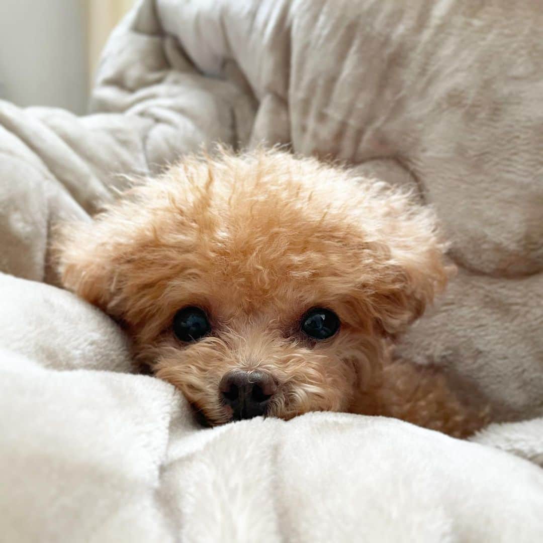 ふわのインスタグラム：「#toypoodle#toypoodlegram#dogsofinstagram#instadog#doglover#doglife#dog#fuwamama#ふわもこのふわ#トイプードル#ふわもこ部#犬バカ部#親バカ部#犬のいる暮らし#いぬすたぐらむ#おうちでお風呂」