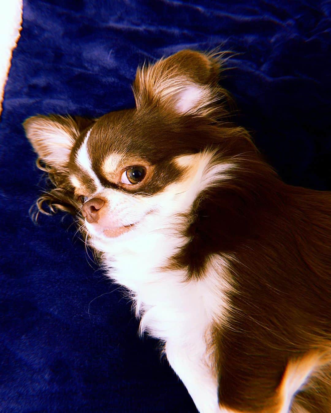 美咲かんなさんのインスタグラム写真 - (美咲かんなInstagram)「．  今日はポカポカ。お散歩日和。 でも油断すると体調を崩すから気をつけなくては。  ．  #愛犬 #チワワ #わんこのいる生活  #いぬすたぐらむ  #dogstagram」1月16日 17時03分 - kanna_misaki_x