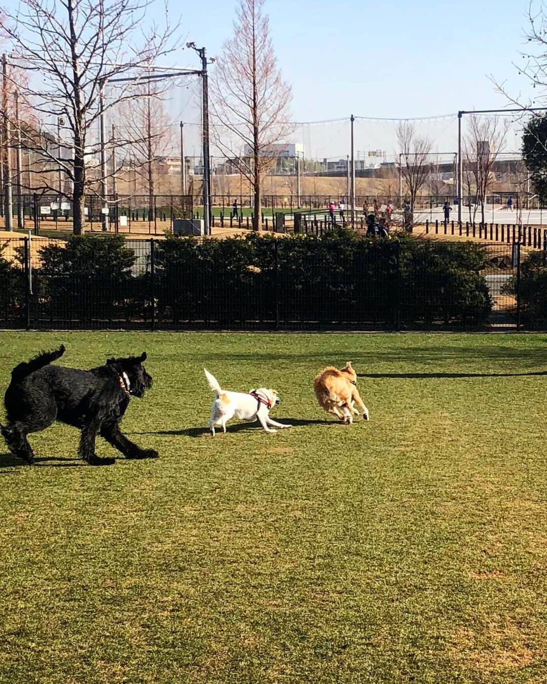 しなしさとこさんのインスタグラム写真 - (しなしさとこInstagram)「. . 本日は2時間半のラン🌸🐕 緊急宣言でGシュナウザー の集まり無い今さくらお嬢 は持久力UPと体力作り💪 帰宅して床暖ポカポカ寝💤 . .  #しなしさとこ #satokoshinashi #格闘技 #女子格闘技 #ジョシカク#黒シュナ #giantschnauzer #ジャイアントシュナウザー #シュナウザー #schnauzerworld #1歳犬 #シュナスタグラム #ドッグラン #大型犬のいる生活 #大型犬のいる生活#新横浜公園ドッグラン #新横浜公園#ボディアタック#しなしさくらお嬢」1月16日 17時04分 - shinashisatoko