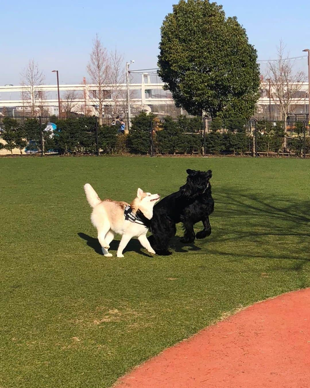 しなしさとこさんのインスタグラム写真 - (しなしさとこInstagram)「. . 本日は2時間半のラン🌸🐕 緊急宣言でGシュナウザー の集まり無い今さくらお嬢 は持久力UPと体力作り💪 帰宅して床暖ポカポカ寝💤 . .  #しなしさとこ #satokoshinashi #格闘技 #女子格闘技 #ジョシカク#黒シュナ #giantschnauzer #ジャイアントシュナウザー #シュナウザー #schnauzerworld #1歳犬 #シュナスタグラム #ドッグラン #大型犬のいる生活 #大型犬のいる生活#新横浜公園ドッグラン #新横浜公園#ボディアタック#しなしさくらお嬢」1月16日 17時04分 - shinashisatoko