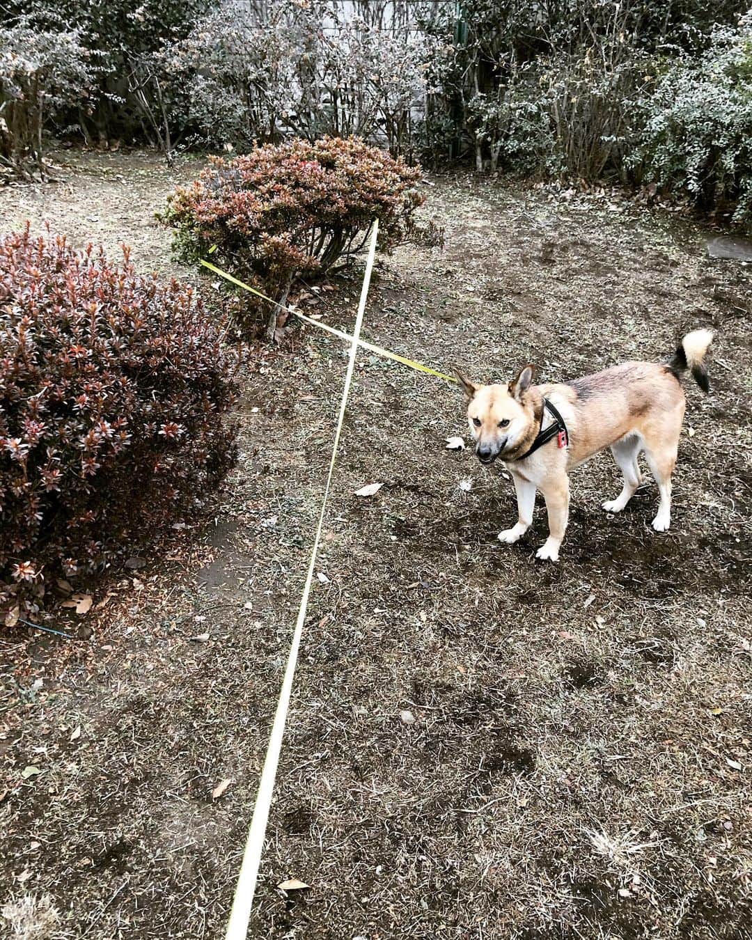 佐々木海のインスタグラム：「ありゃー🤷 #犬 #イヌ #イヌスタグラム #いぬすたぐらむ #犬バカ部 #いぬばか部 #ふわもこ部 #いぬら部 #犬のいる暮らし #保護犬 #元野犬 #雑種 #雑種犬 #ビビり犬 #里親 #保護犬を家族に #保護犬を飼おう #殺処分ゼロ #dog #dogs #dogstagram #doglove #doglover #doglovers #doglife #dogslife #rescuedog #rescueddog」