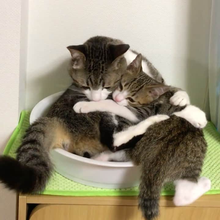 すずめくんのインスタグラム：「🐣💖  懐かしいでしょ？🥺💖 すー兄ちゃんの優しさに感動…❤️  Suzume & Baby Unagi.🐥🐒  #昔の動画  #なつかしいシリーズ   YouTubeで、「赤ちゃんと猫のはじめての出会い」を公開しました！ こちらも懐かしmovieとなります🐣 威嚇が止まらなかったすずめが穏やかな日常に戻るまでのおはなしとなります🐱💖  子猫の時に優しく受け入れてくれたすずめお兄ちゃん。 今度はうーちゃんがお兄ちゃんを助ける番です🐣  ━━━━━━━━━━━━━━━━━  📍YouTube 「猫のすずめちゃんねる」  https://youtube.com/channel/ UCia54Yp2WQjnj1KP19B2g4Q  ━━━━━━━━━━━━━━━━━」