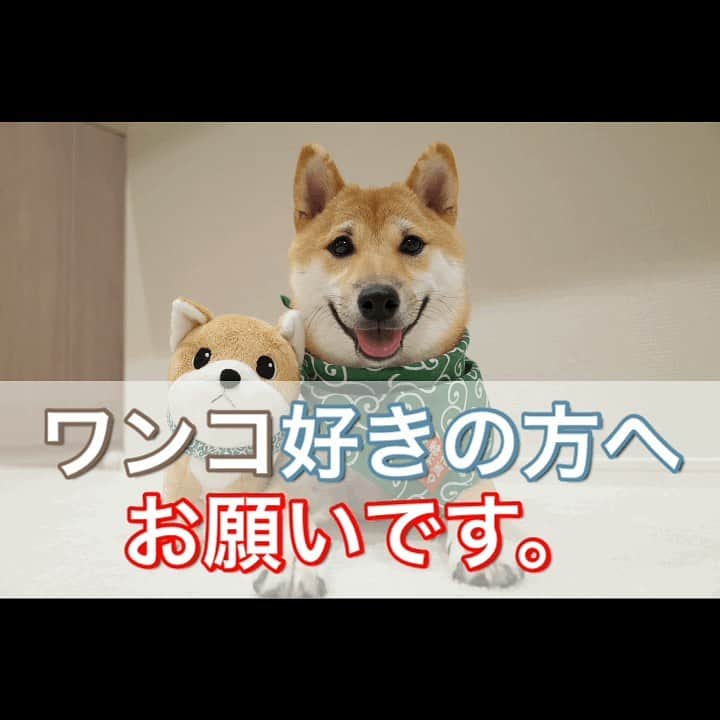 柴犬Mamesuke・Korosuke??大阪さんのインスタグラム写真 - (柴犬Mamesuke・Korosuke??大阪Instagram)「🐱🐻 🐾----*----*----*----*🐾 1週間に２回ほど、散歩中に突然触られそうになる事があるんです。。 無言で手を差し出してきたり、 かわいいーーーって言いながら、 勝手に触ろうとしたり。。 コロ介は噛むことないけど、豆介は普段は噛まないけど、もし、機嫌が悪かったりすると、噛まないとも限らない。 もし噛んでしまったら、こっちが悪くなるんです😥 それに、このコロナ禍、触ってきた人がコロナ感染してたら、、、ゾッとします😢 触る時はせめて、触ってもいいですか？と声をかけて欲しいです。 ワンコがもし、人間の赤ちゃんだったとしたら？ 勝手に人の赤ちゃんを触りますか？？そんな事したら、親御さんにめちゃくちゃ怒られますよね？ ワンコも、飼い主からしたら子供同然なんです。 どーかお願いします🙏🏻 同じ思いをされた方や、共感していただいた方、リポストお願いします🙏🏻 🐾----*----*----*----*🐾 #MameKoro #豆コロ #柴犬と赤ちゃん #犬と赤ちゃん  #乳児 #チャリちゃん見守り隊 #子守犬 #豆柴 #柴犬 #赤柴 #豆介 #コロ介 #shibagram #shibastagram #shibainu #shiba #🐕📷」1月16日 17時41分 - mame_suke_i