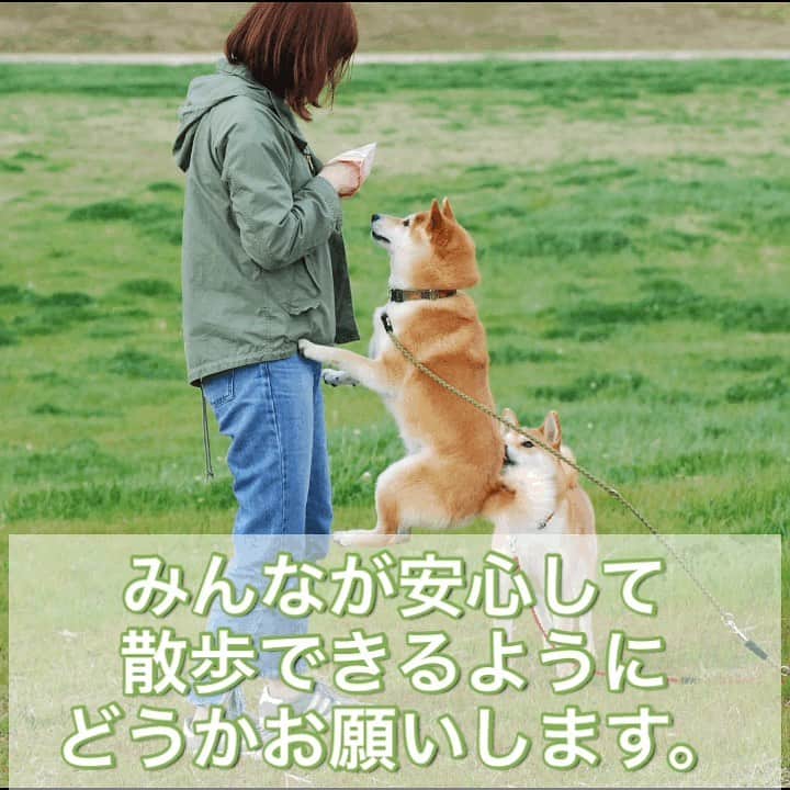 柴犬Mamesuke・Korosuke??大阪さんのインスタグラム写真 - (柴犬Mamesuke・Korosuke??大阪Instagram)「🐱🐻 🐾----*----*----*----*🐾 1週間に２回ほど、散歩中に突然触られそうになる事があるんです。。 無言で手を差し出してきたり、 かわいいーーーって言いながら、 勝手に触ろうとしたり。。 コロ介は噛むことないけど、豆介は普段は噛まないけど、もし、機嫌が悪かったりすると、噛まないとも限らない。 もし噛んでしまったら、こっちが悪くなるんです😥 それに、このコロナ禍、触ってきた人がコロナ感染してたら、、、ゾッとします😢 触る時はせめて、触ってもいいですか？と声をかけて欲しいです。 ワンコがもし、人間の赤ちゃんだったとしたら？ 勝手に人の赤ちゃんを触りますか？？そんな事したら、親御さんにめちゃくちゃ怒られますよね？ ワンコも、飼い主からしたら子供同然なんです。 どーかお願いします🙏🏻 同じ思いをされた方や、共感していただいた方、リポストお願いします🙏🏻 🐾----*----*----*----*🐾 #MameKoro #豆コロ #柴犬と赤ちゃん #犬と赤ちゃん  #乳児 #チャリちゃん見守り隊 #子守犬 #豆柴 #柴犬 #赤柴 #豆介 #コロ介 #shibagram #shibastagram #shibainu #shiba #🐕📷」1月16日 17時41分 - mame_suke_i
