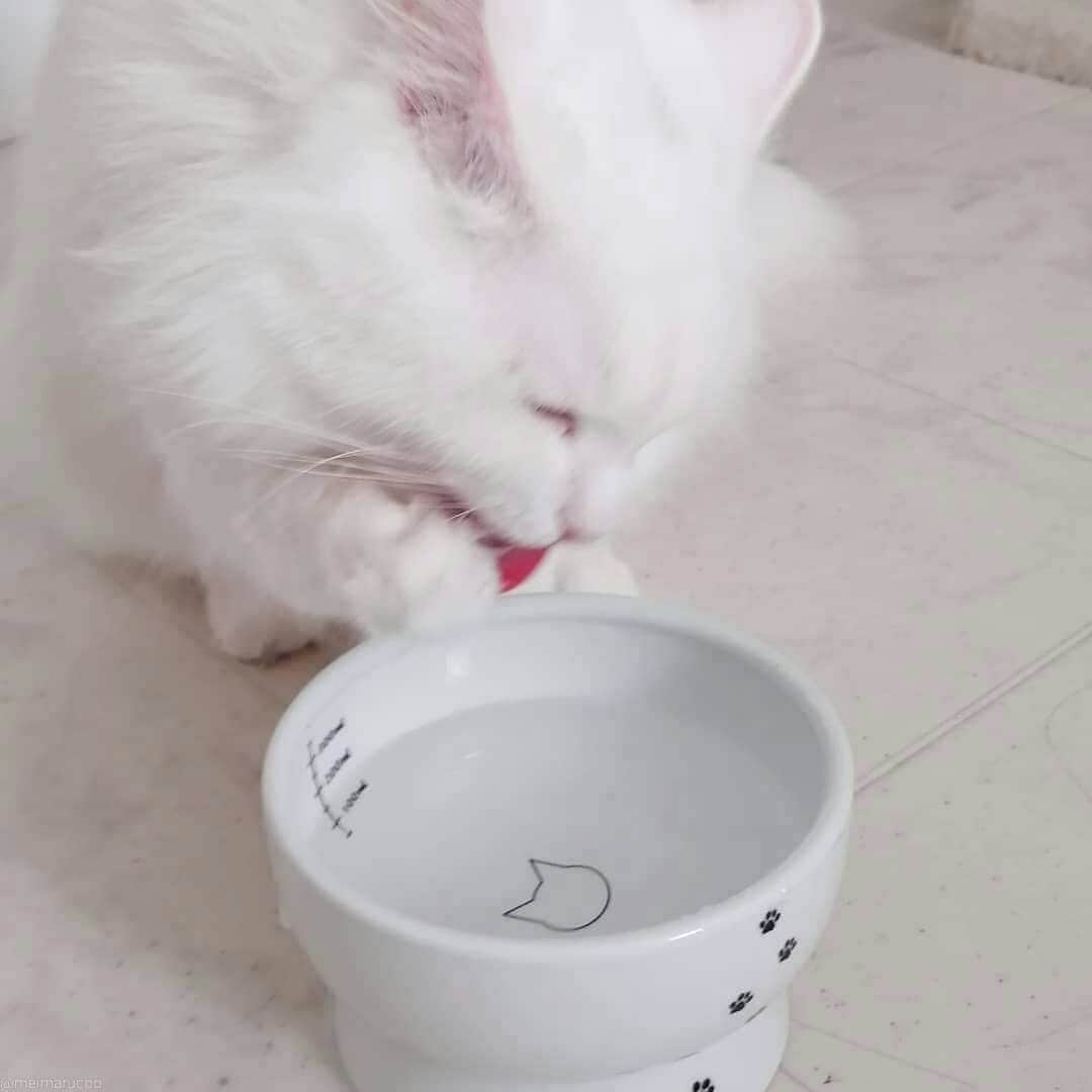 猫壱（ねこいち•ネコイチ）さんのインスタグラム写真 - (猫壱（ねこいち•ネコイチ）Instagram)「. 【#お年玉猫壱2021 】 ▫ お水を飲むのはお手手派❤ ▫ #お手手で飲んだら #お出汁がでるの😁？ ▫  ▫  @meimarucoo さんありがとうございました😆💕✨  ▫ ▫ :::::::::#猫壱 ::::::: #猫壱キャンペーン 1月はお正月らしいお写真と猫壱全商品を対象に可愛いお写真や動画を募集中👍✨ お写真の商品は#ハッピーダイニング #脚付ウォーターボウル 猫柄 でした。 ▫ ▫︎ 対象の猫壱商品をお持ちの方は @necoichicojp から応募要項をチェックして是非ご応募くださいね❤ ▫」1月16日 17時52分 - necoichicojp