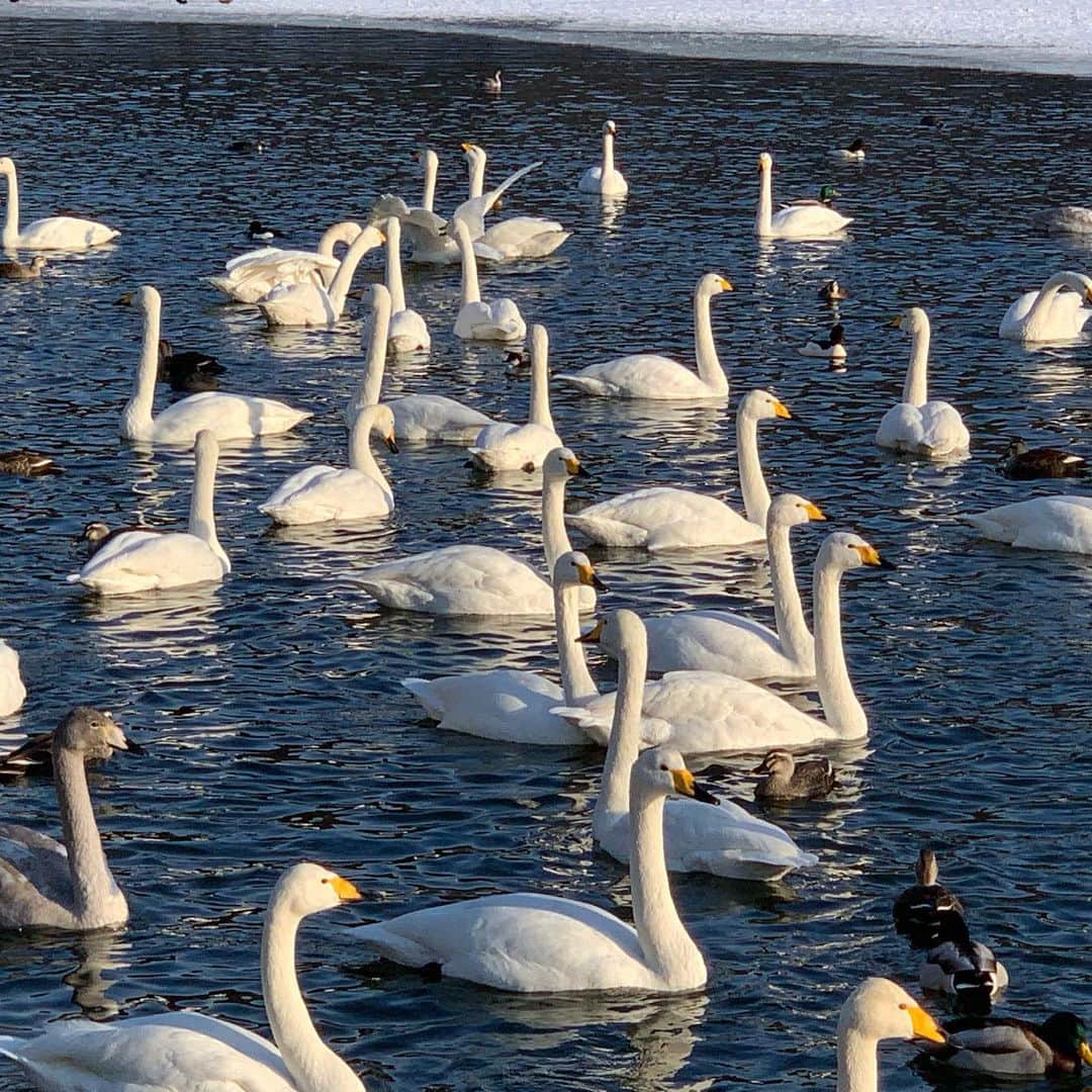 大隅智子さんのインスタグラム写真 - (大隅智子Instagram)「先日、盛岡市の高松の池から中継をしました。 今年は寒いので、池の氷は例年より広くなっていますが、白鳥たちはたくさんいました。 昔は、全面が凍結し、スケートリンクがあったそうです。 氷の面積の変化から地球温暖化についても伝えました。 高松の池からの中継、念願が叶いました！ #盛岡 #高松の池 #白鳥  #氷 #地球温暖化」1月16日 17時48分 - tomokotenki