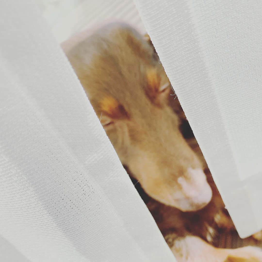 永井裕子さんのインスタグラム写真 - (永井裕子Instagram)「ぼくはただいま ひなたぼっこちゅう  のぞかないで🐶  #永井裕子  #愛犬 #だいくん  #ミニチュアだっくす  #男の子  #11さい🐶  #ひなたぼっこ犬  #うとうと犬」1月16日 17時57分 - yuko_nagai_
