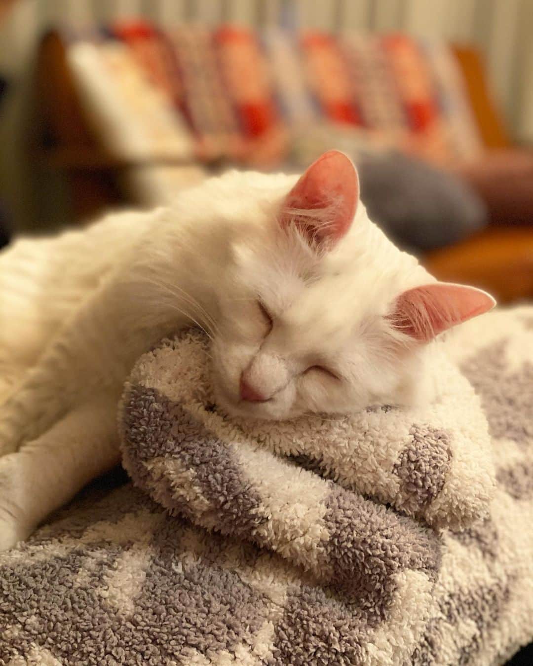 宮里藍さんのインスタグラム写真 - (宮里藍Instagram)「寝てる写真ばっかり増えていく。今夜は絶妙な枕を手に入れたようです。#てんてんとの生活 #猫のいる暮らし #たまらん I guess he found a comfy pillow tonight. #lifewithtenten #myfurbaby」1月16日 23時30分 - ai_miyazato