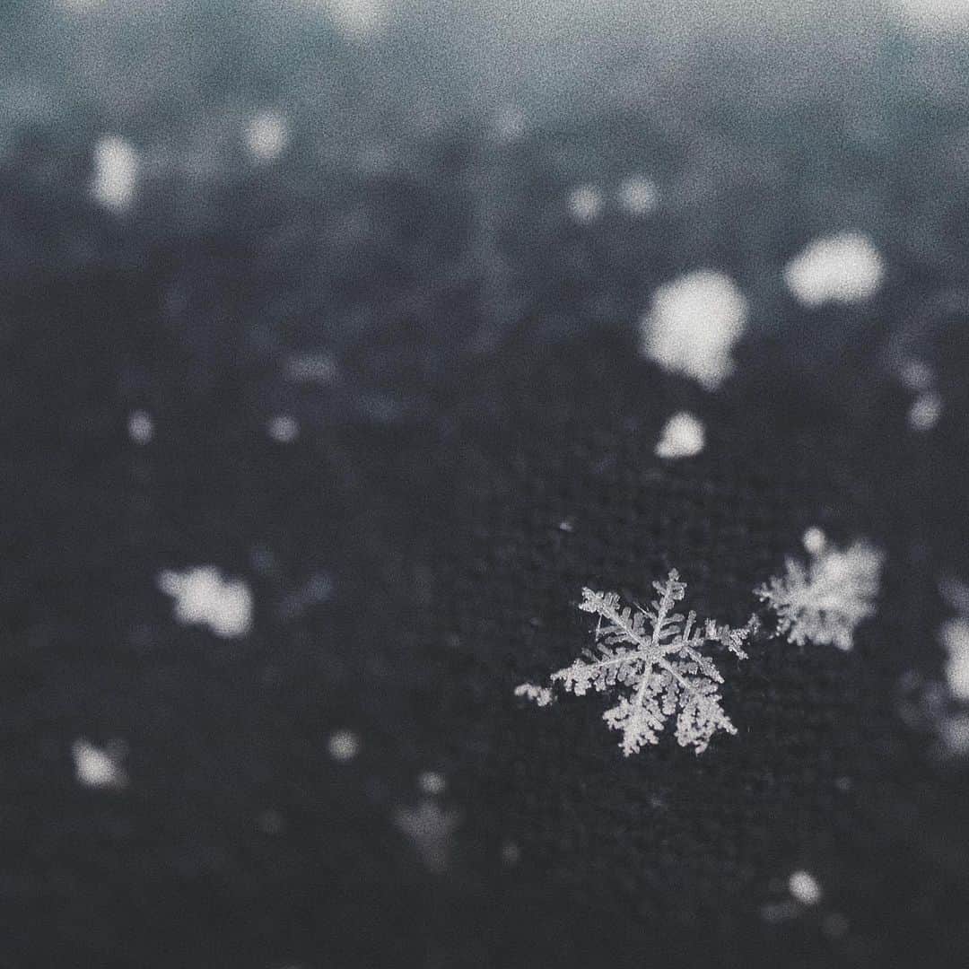 naorinmoonさんのインスタグラム写真 - (naorinmoonInstagram)「﻿ ﻿ ﻿ ﻿ ﻿ ﻿ ﻿ 雪のような運命だろうが﻿ 果てるまで﻿ ﻿ ﻿ ﻿ ﻿ ﻿ ﻿ ﻿ ﻿ #snowflake  #instagramjapan #ig_japan_  #ifyouleave #vscocam #still_life_mood #reco_ig #nature_brilliance #ig_eternity #heart_imprint  #infinity_softly ﻿ #daily_photo_jpn #photogram_archive #moody_photograph #moody_grams #ig_phos #phos_japan #as_archive  #into_the_screen ﻿」1月16日 18時06分 - naorinmoon