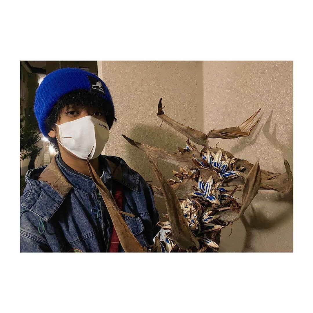 BmF【公式】さんのインスタグラム写真 - (BmF【公式】Instagram)「この間お花屋さんですごい植物を発見しました👀 名前が｢旅人の木｣という植物で初耳☻☺︎ いざは青が大好きなのでどストライク！！ 一目惚れして買いました😆 植物は癒されますね🌱🌿  #IZARION 🇯🇵×🇬🇳 🧑🏾‍🦱 #BmF #ビーマイナーエフ #18歳 #ハーフ #旅人の木 #BLUE #photooftheday #ootd #tflers  #vsco #instagood #ig_japan」1月16日 18時28分 - bmf_twr