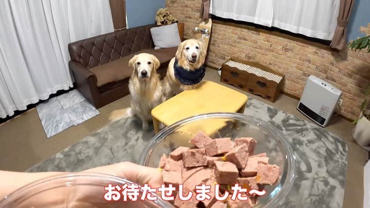 まゆみのインスタグラム：「。 。 ブッチだよぉ〜👋🏻🤣🐶🙌🏻🐶🙌🏻 @butch.japan  。 あったかブッチの季節ですよー✨ 。 あーペーは400gで40秒チンするといいみたい 温め過ぎると溶けちゃうから 気をつけてねー🤣 。 。 #本日のYouTube より #見どころ #めんどくさい姉をコントロールする妹 #宿命 。 。 #ゴールデンレトリバー#goldenretriever#dog#犬#あーるん#golden#retriever#doglover#insta_dog#ぺんぺん子ちゃん#welovegoldens#Instagram#Instagramjapan#Instagramdogs#9gag#dogstagram#dogsofinstagram#dogs#doggy」