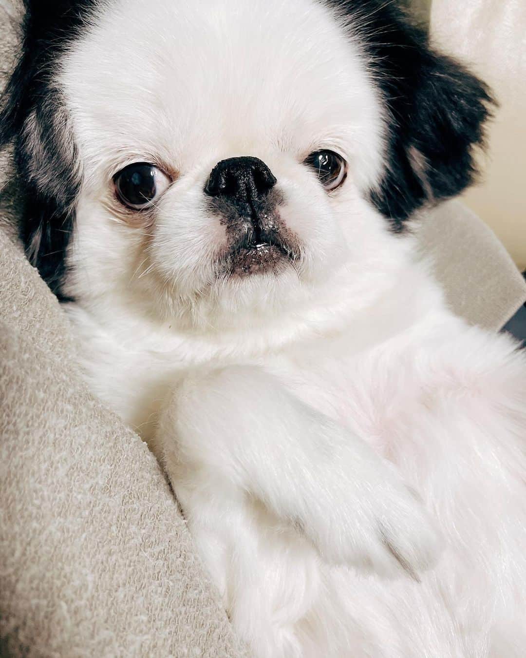 juntowaのインスタグラム：「たらちゃんは抱き心地良し。#どっしり#大きめ」
