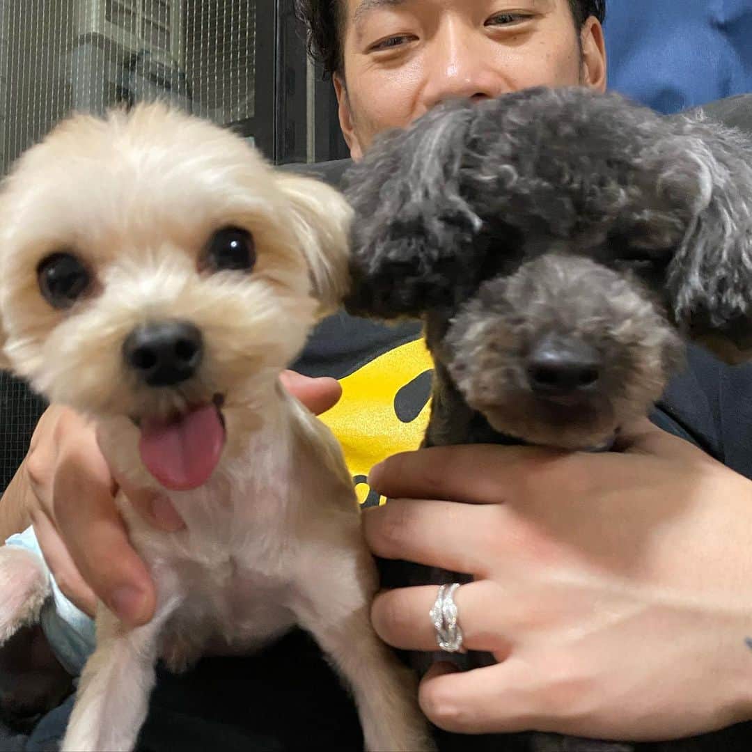 宮代東生のインスタグラム：「トリミングしてきました。 僕はパーマとカットで10000円前後。 犬1匹で僕の美容院代を上回りました。 トリマー儲かるのか？ 生まれ変わったらトリマーになろうと思います。  #トリミング  #トイプードル  #mix犬  #トリミング代は私の美容院代より高い  #息子のぎゅーはほぼヘッドロック」