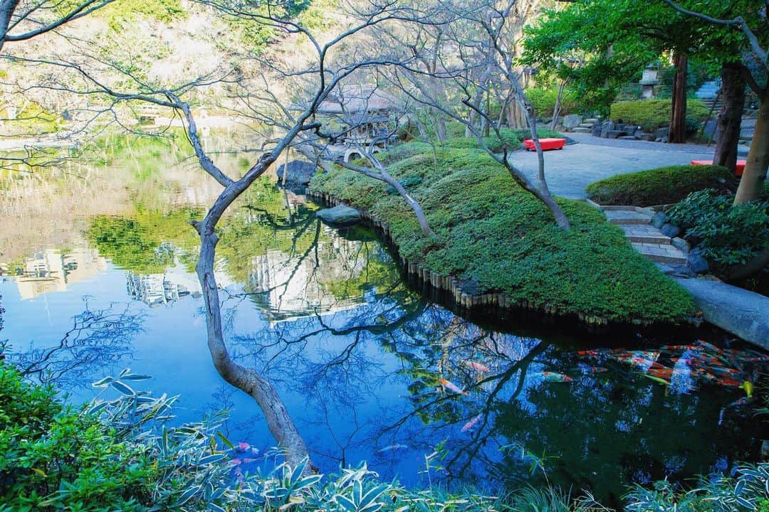 八芳園さんのインスタグラム写真 - (八芳園Instagram)「冬晴れの日本庭園。 . 正午の日差しの暖かさに、 春の気配を少しだけ感じます。 . そんな庭園を一望できるテラス席を有する レストランThrush Café。 . 大人気の「季節のアフタヌーンティー」が 2021年1月18日（月）より、 土日祝日の提供をスタートいたします。 . BLUE TREEのパンやオリジナルサンド kikiチョコレートやデザートに合わせて、 . ミカフェート監修の八芳園オリジナルブレンドコーヒー、「嶢陽茶行」と「kiki-季季-」がコラボレーションした、台湾烏龍茶４種をお愉しみください。 . . @thrush_cafe  . 【スラッシュカフェ「アフタヌーンティー」】 開催日：2021年1月18日（月）より土日祝日の提供を開始 時間：11:00～16:00 ※予約制（ご予約はご来店２日前まで） 価格：おひとり様 4,000円（税込） . .  . . #八芳園 #日本庭園 #スラッシュカフェ . #アフタヌーンティー #スイーツ好きな人と繋がりたい #スイーツ巡り #アフタヌーンティー巡り #ヌン活 #スコーン #afternoontea #お茶会 #スイーツ . #東京観光 #東京カメラ部 #カメラ好きな人と繋がりたい #写真好きな人と繋がりたい #ファインダー越しの私の世界 #その瞬間に物語を . #プレ花嫁さんと繋がりたい . #japanesegarden #tokyotrip #forbestravelguide #japan_of_insta #bestphoto_japan #instravel #team_jp_ #japantravel #jp_mood #jp_views #ig_japan」1月16日 19時12分 - happoen