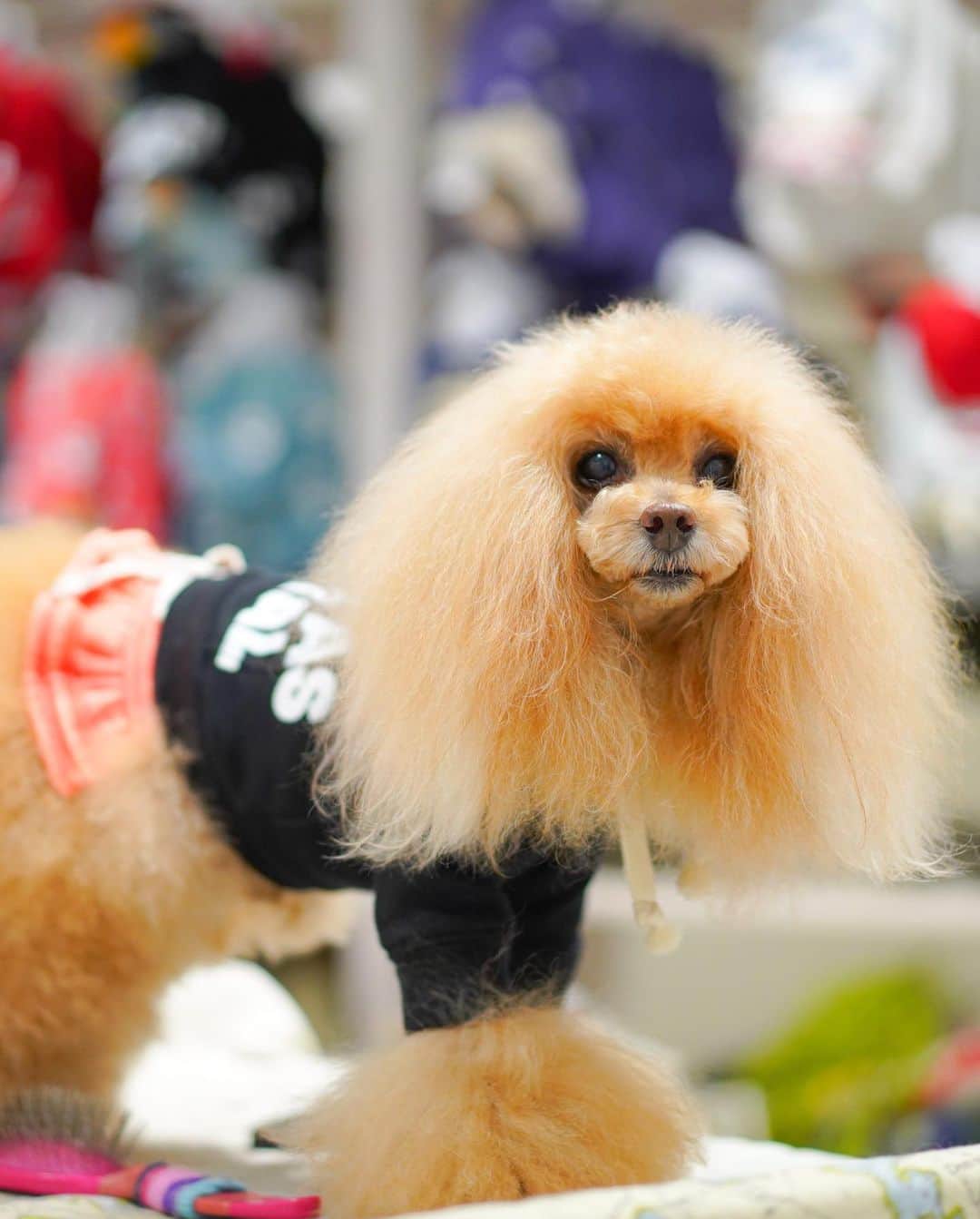 Toypoodle Mikuru?Asakusa Tokyoさんのインスタグラム写真 - (Toypoodle Mikuru?Asakusa TokyoInstagram)「20210116 Saturday. 【Mikuru information🌟】 @asknowasdewan_marronniergate 2021年 初お仕事みきゅるん☺️ . ❶-❹ 枚目 ⭐️NUSUALワッペンPK ⭐️ W00748 / ¥7,900+tax レッド / ブラック 2色展開 みきゅるんはブラックを予約してました💓 首周りゆったりで、脱着もしやすいです。 フードの裏地の赤いバンダナ柄がとても可愛い❤️ 展示会の時に一目惚れでした🥰  ✅オフィシャルサイトの紹介より 「くっきりとプリントされた『SAME　AS　USUAL』には『いつもと一緒』は決して簡単な事じゃない。愛する家族や仲間といつも通りに過ごせますようにと思いをメッセージに託しました。」  コロナ禍で思うようにお友達と会えなかったり🥺 お出掛けも旅行もままなりません😢 おそらく元の生活に戻れるにはまだまだ時間かかりそう........ もしかしたら、元とは違った違った生活になっちゃうかも😢 違った形になったとしても、いつも一緒にいられますように💖  ❺ 枚目 レッドも可愛いですよ❤️  みくるは3キロほどで普段サイズ1を着用しております。 ご参考になれば幸甚です☺️ . ............................................ 在庫やサイズ相談など詳細は @asknowasdewan_marronniergate にお問合せください☺️ ............................................  以上、Mikuru information でした🌟 . #asknowasdewan #asknowasdewan公式アンバサダー #マロニエゲート銀座 #第17期PPモデル」1月16日 19時17分 - purapura299
