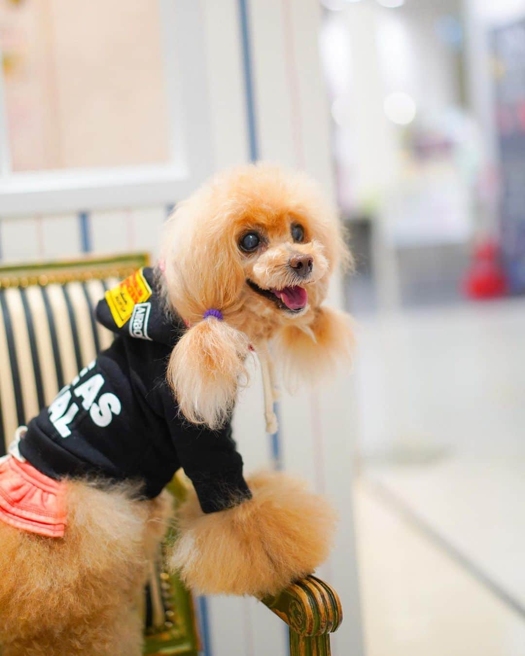 Toypoodle Mikuru?Asakusa Tokyoさんのインスタグラム写真 - (Toypoodle Mikuru?Asakusa TokyoInstagram)「20210116 Saturday. 【Mikuru information🌟】 @asknowasdewan_marronniergate 2021年 初お仕事みきゅるん☺️ . ❶-❹ 枚目 ⭐️NUSUALワッペンPK ⭐️ W00748 / ¥7,900+tax レッド / ブラック 2色展開 みきゅるんはブラックを予約してました💓 首周りゆったりで、脱着もしやすいです。 フードの裏地の赤いバンダナ柄がとても可愛い❤️ 展示会の時に一目惚れでした🥰  ✅オフィシャルサイトの紹介より 「くっきりとプリントされた『SAME　AS　USUAL』には『いつもと一緒』は決して簡単な事じゃない。愛する家族や仲間といつも通りに過ごせますようにと思いをメッセージに託しました。」  コロナ禍で思うようにお友達と会えなかったり🥺 お出掛けも旅行もままなりません😢 おそらく元の生活に戻れるにはまだまだ時間かかりそう........ もしかしたら、元とは違った違った生活になっちゃうかも😢 違った形になったとしても、いつも一緒にいられますように💖  ❺ 枚目 レッドも可愛いですよ❤️  みくるは3キロほどで普段サイズ1を着用しております。 ご参考になれば幸甚です☺️ . ............................................ 在庫やサイズ相談など詳細は @asknowasdewan_marronniergate にお問合せください☺️ ............................................  以上、Mikuru information でした🌟 . #asknowasdewan #asknowasdewan公式アンバサダー #マロニエゲート銀座 #第17期PPモデル」1月16日 19時17分 - purapura299